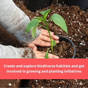 hands planting a plant in the ground